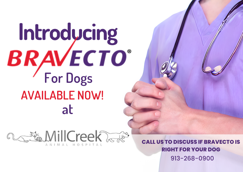 Carousel Slide 1: Now recommending Bravecto for Flea & Tick Prevention!