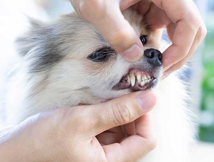 Shawnee Pet Dentist