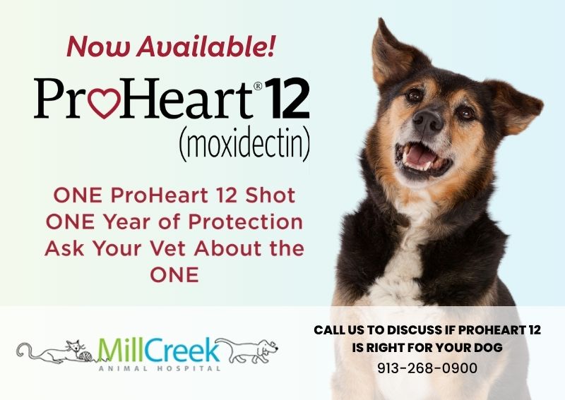 Carousel Slide 1: ProHeart 12 is now available! Provides one full year of heartworm disease* protection with only one dose. Ask us for more details.